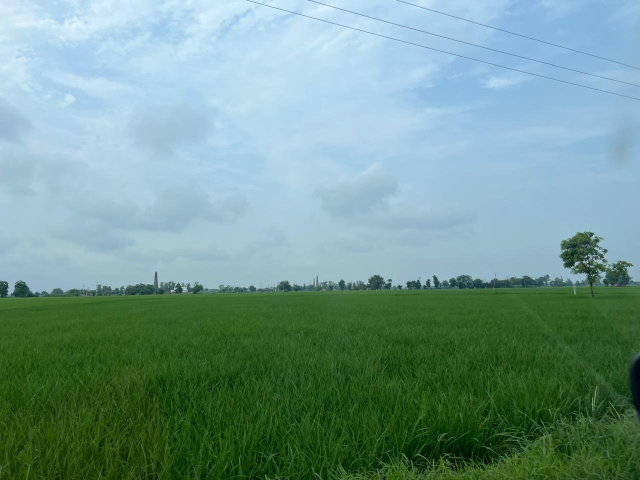 A green rice field in the rural farming region Eclipsion works in