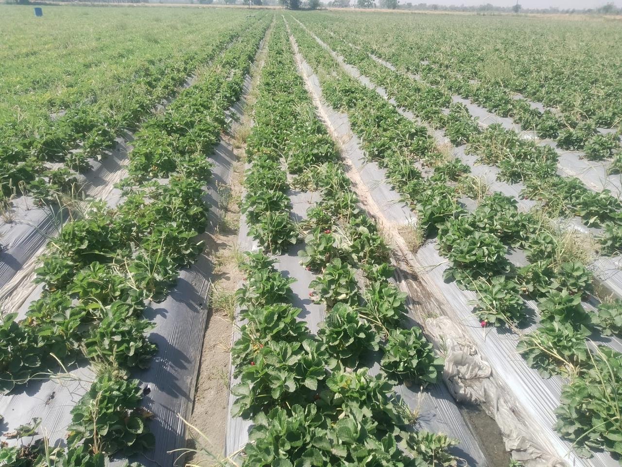 A field farmed by one of the families Eclipsion works with
