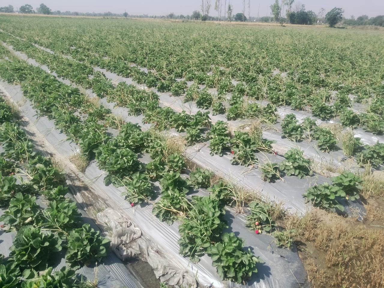 Farmland in the region where Eclipsion works