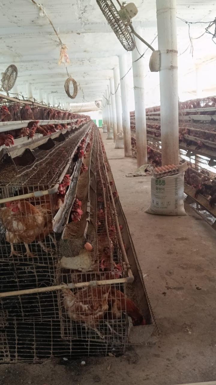 Inside a poultry farm supported by Eclipsion