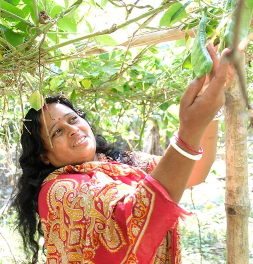 Portrait of a farmer picking vegetables from a vine